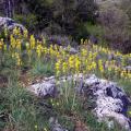 Весенние цветы горного Крыма