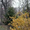Старый ботанический сад в Киеве