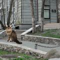 На улицах Киева был замечен гигантский кот