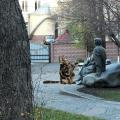 На улицах Киева был замечен гигантский кот