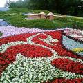 24 августа в Киеве на Певческом поле открылась 52-я выставка цветов