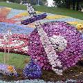 24 августа в Киеве на Певческом поле открылась 52-я выставка цветов