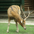 Киевский зоопарк