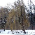 Есть в графском парке черный пруд...