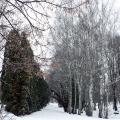 Есть в графском парке черный пруд...