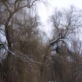 Есть в графском парке черный пруд...