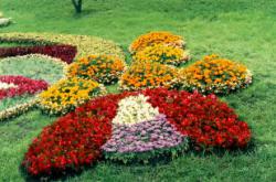 Сегодня в Киеве открывается выставка цветов