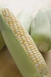 К марту цены на кукурузу могут вырасти