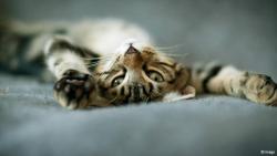 Фото: dw-world.de