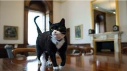 В министерстве финансов Британии появился собственный кот-мышелов