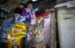 Ветеринары обнаружили коронавирус у 15% кошек в китайском Ухане