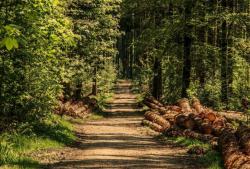 Рада приняла в целом закон об инвентаризации лесов