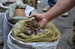 В Ривненской области полиция начала рейды по противодействию незаконной добыче янтаря