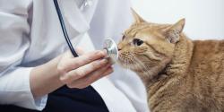 Рада приняла закон о ветеринарной медицине