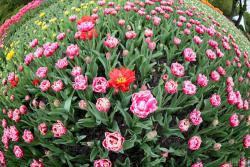 На Певческом поле в Киеве открылась выставка тюльпанов