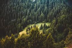 На высадку миллиарда деревьев по указу Зеленского планируют потратить два миллиарда гривен