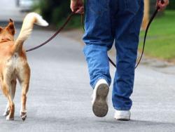 Вступил в силу закон по увеличению штрафов за выгул собак без поводков и намордников