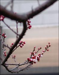В Японии начался сезон цветения сакуры