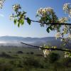 Весенние цветы горного Крыма